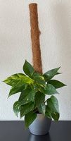 Efeutute am Kokos-Rankstab, grauer Topf, 75cm