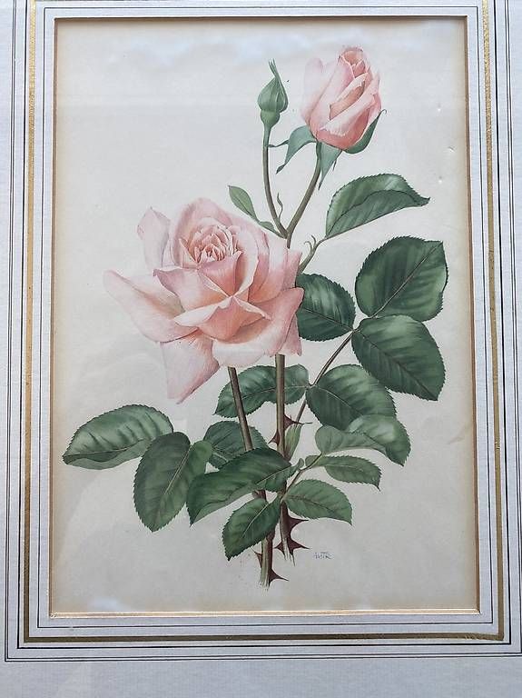 Foto & Immagini: Rose im Goldrahmen – Usato da Zürich venduto da uts_789v 1
