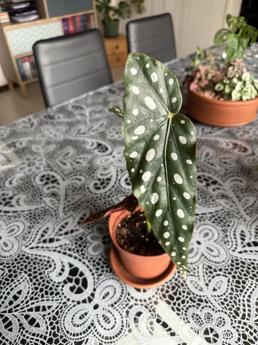 Piante & sementi: Begonia Maculata, Innenpflanze! – Nuovo (secondo la descrizione) da Biembach venduto da flo_lt9t