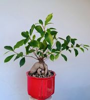 Ficus bonsai 