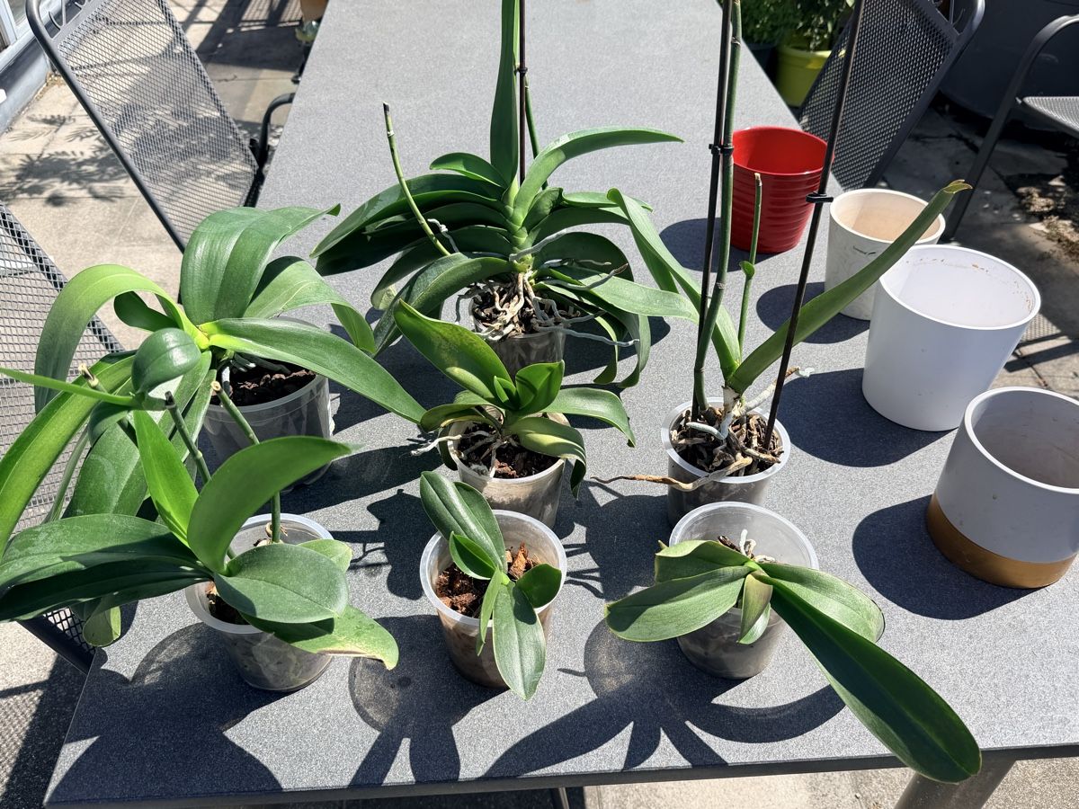Pflanzen & Samen: Set 7 Orchideen mit 4 Töpfe – Gebraucht aus Zürich von d-ron