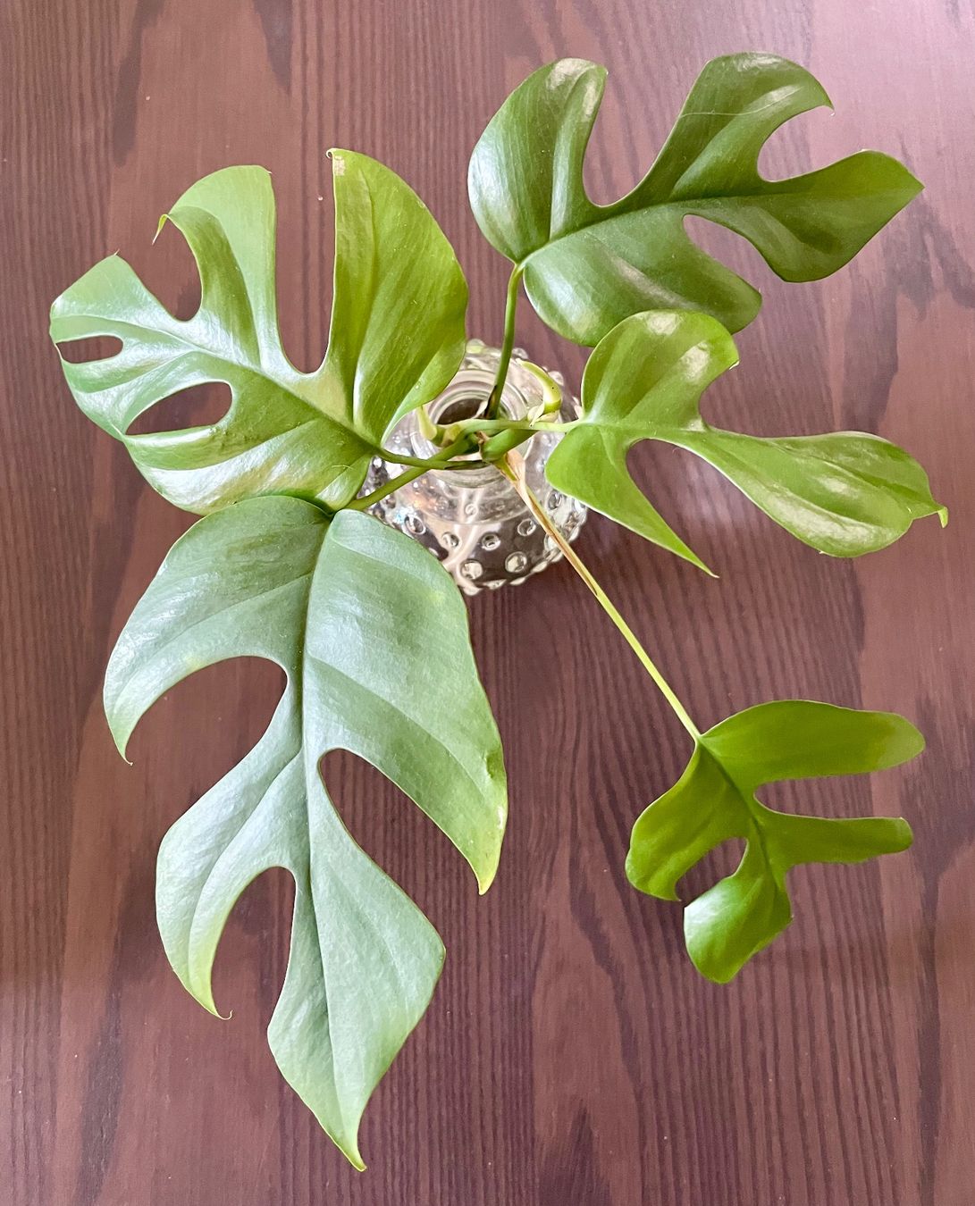Plantes & graines: Monstera Minima Stecklinge – D'occasion à Zürich par mar_xfn9