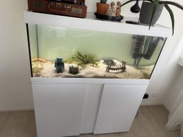 180L Aquarium-Komplettset zu verkaufen