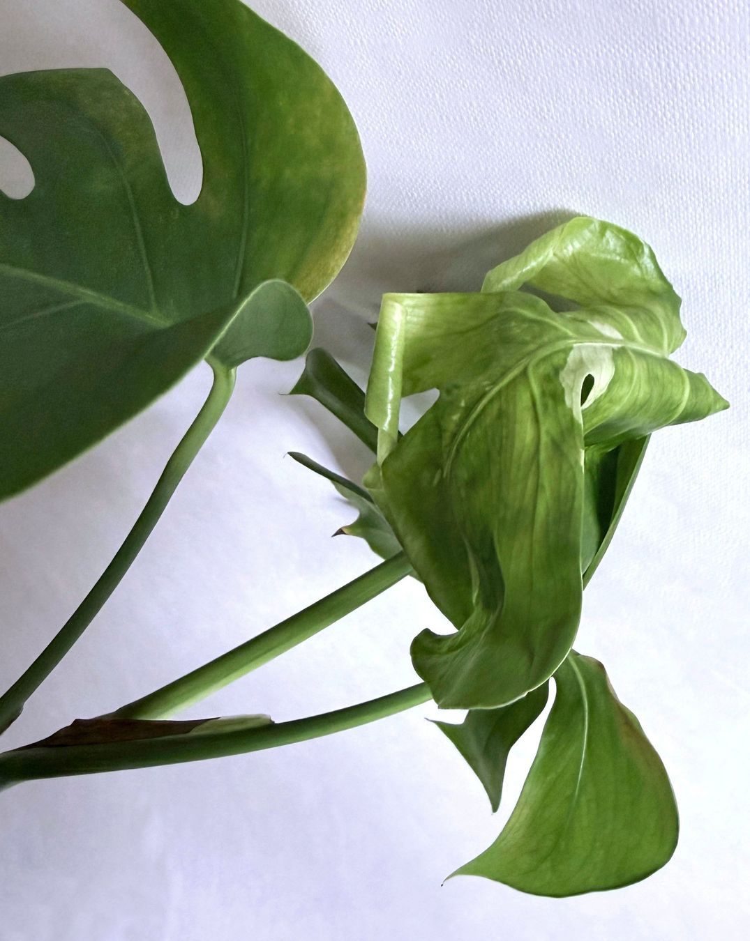 Piante & sementi: Monstera variegata***** – Nuovo (secondo la descrizione) da Dübendorf venduto da Orchid18 2