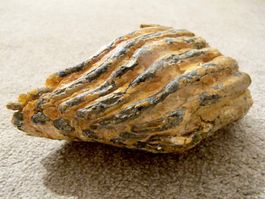 Mammut Backen Zahn Fossil Versteinerung