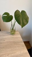 Monstera Ableger mit vielen, gesunden Wurzeln🔥💚