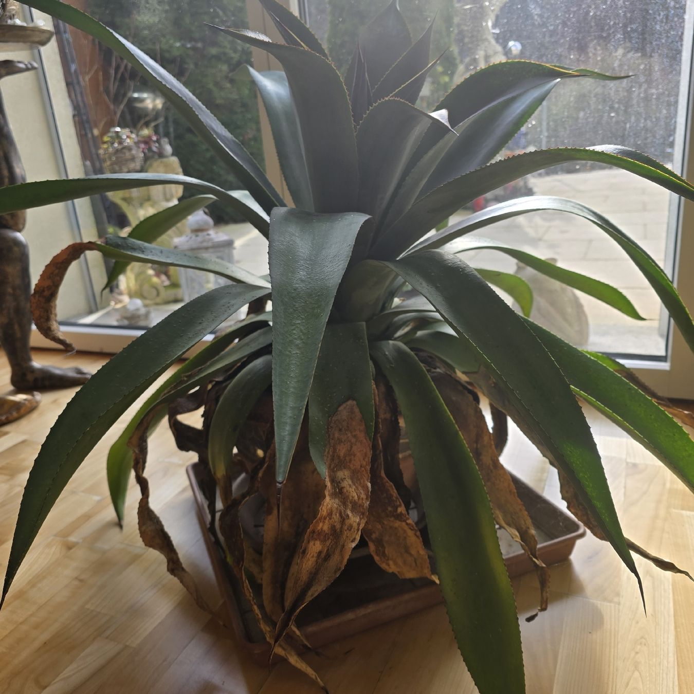 Plantes & graines: Mangave – D'occasion à Werthenstein par Zita12 1