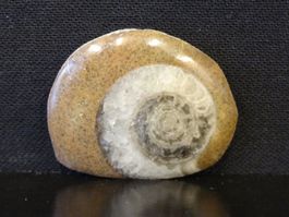 Versteinerter Fisch Fossil GONIATIT MAROKKO
