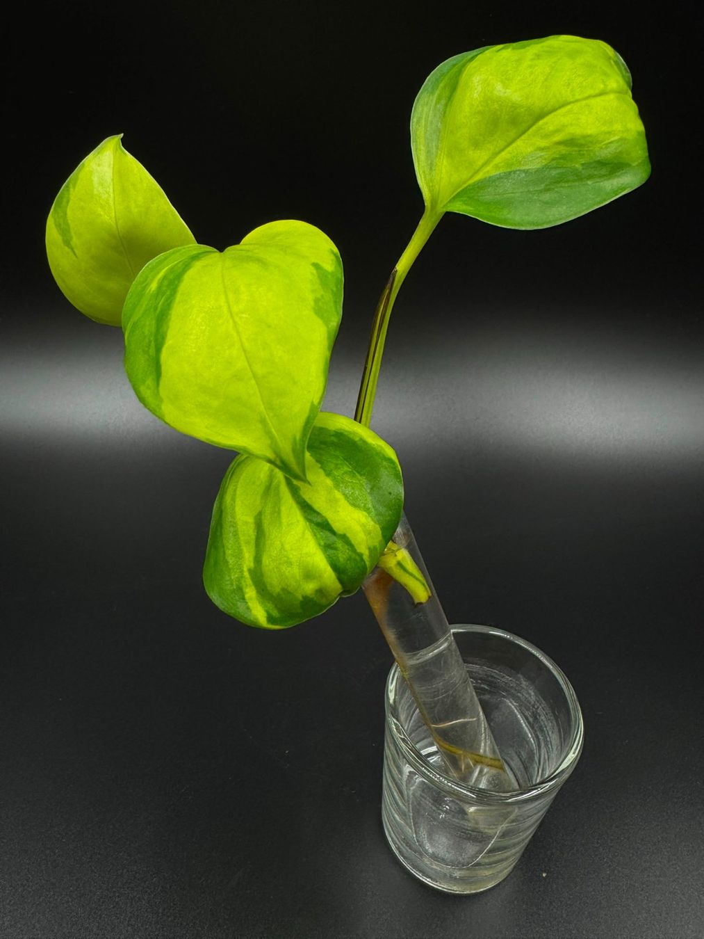 Piante & sementi: Epipremnum aureum 'Neon Joy' – Nuovo (secondo la descrizione) da Bühler venduto da googelibear 1