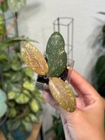 Hoya sigillatis round leaves (AH001) ✨