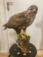 Mäusebussard