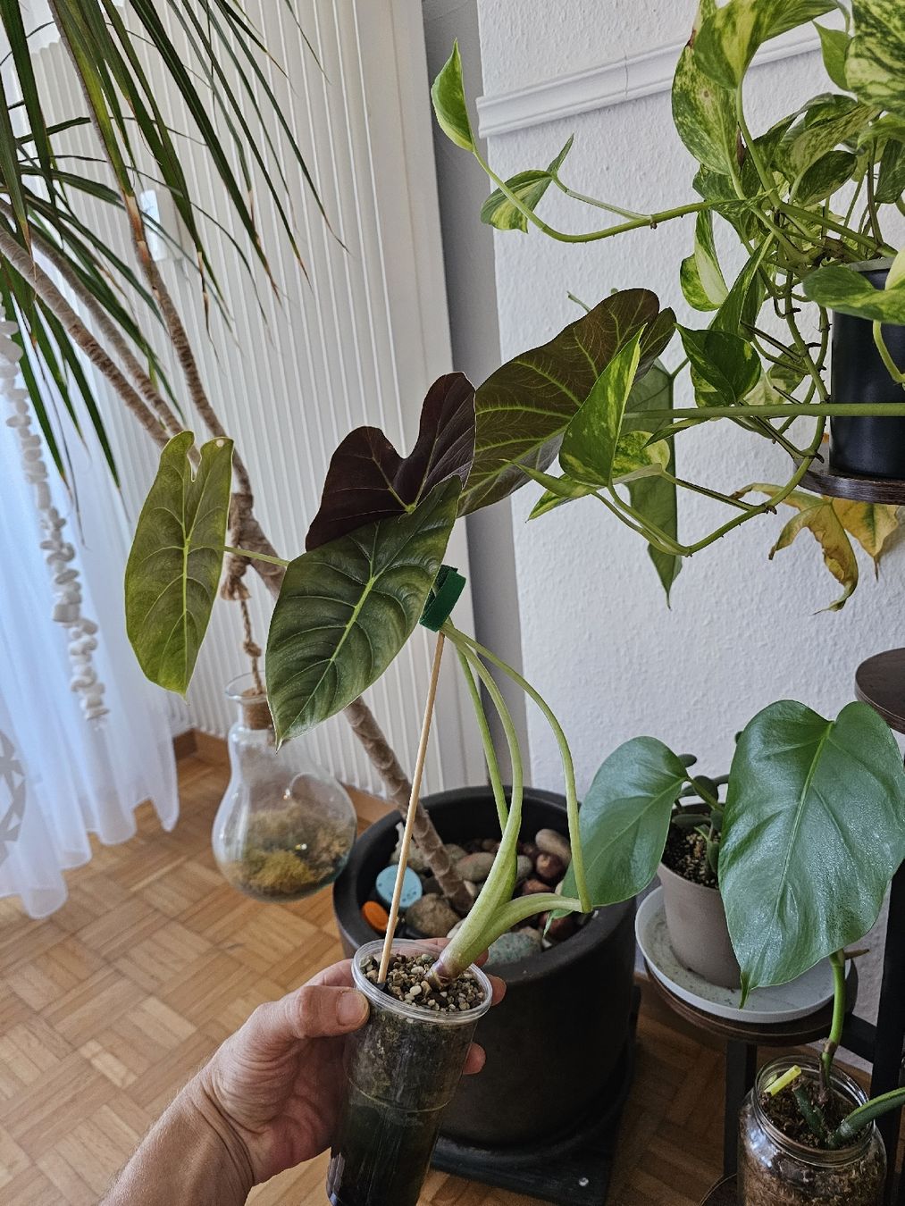 Pflanzen & Samen: Alocasia Golden bone  – Neu (gemäss Beschreibung) aus Utzenstorf von Dac_mk 1