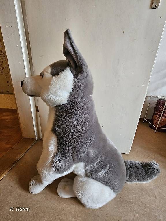 Spielzeuge: Plüsch-Husky – Gebraucht aus Berikon von kat_bxc6 1