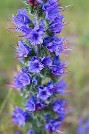 Piante & sementi: Blauer Natternkopf - Echium vulgare - 200 Samen – Nuovo e nell'imballaggio originale da Sumiswald venduto da Cham14558