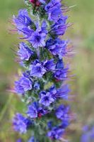 Blauer Natternkopf - Echium vulgare - 200 Samen