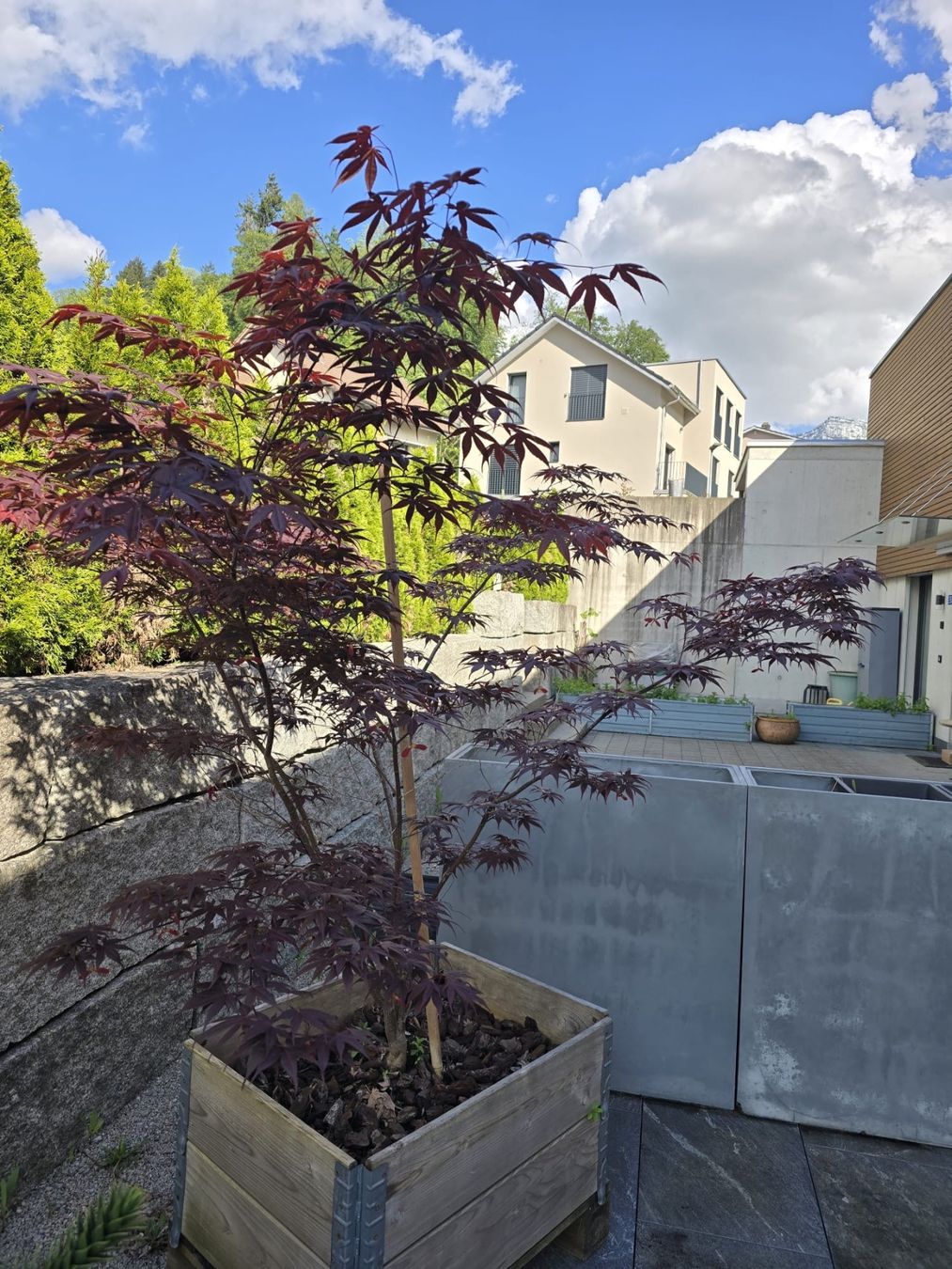 Plantes & graines: Japanischer Ahorn – D'occasion à Kaltbrunn par Fl.bischof 2