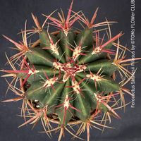 Ferocactus Stainesii Pilosus - absolute Kaktus-Schönheit