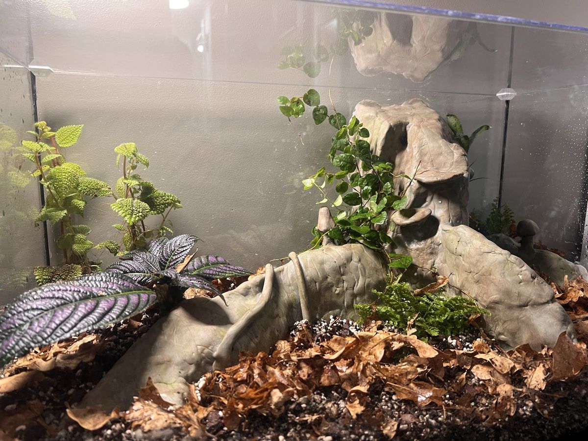 Terrario: Terrarium 60x30x40 – Nuovo (secondo la descrizione) da Kriessern venduto da greenhellexoticsch 1