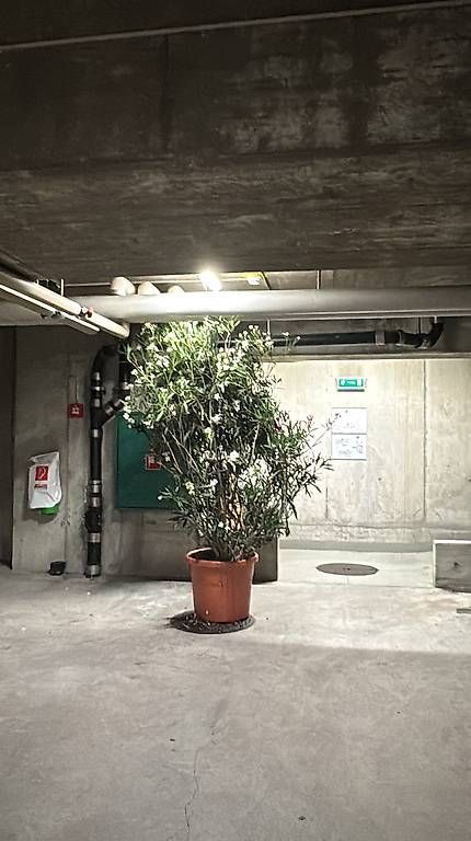 Piante & sementi: Sehr schöner Oleander ca. 240cm hoch – Usato da Bern venduto da ani_gg7c 2