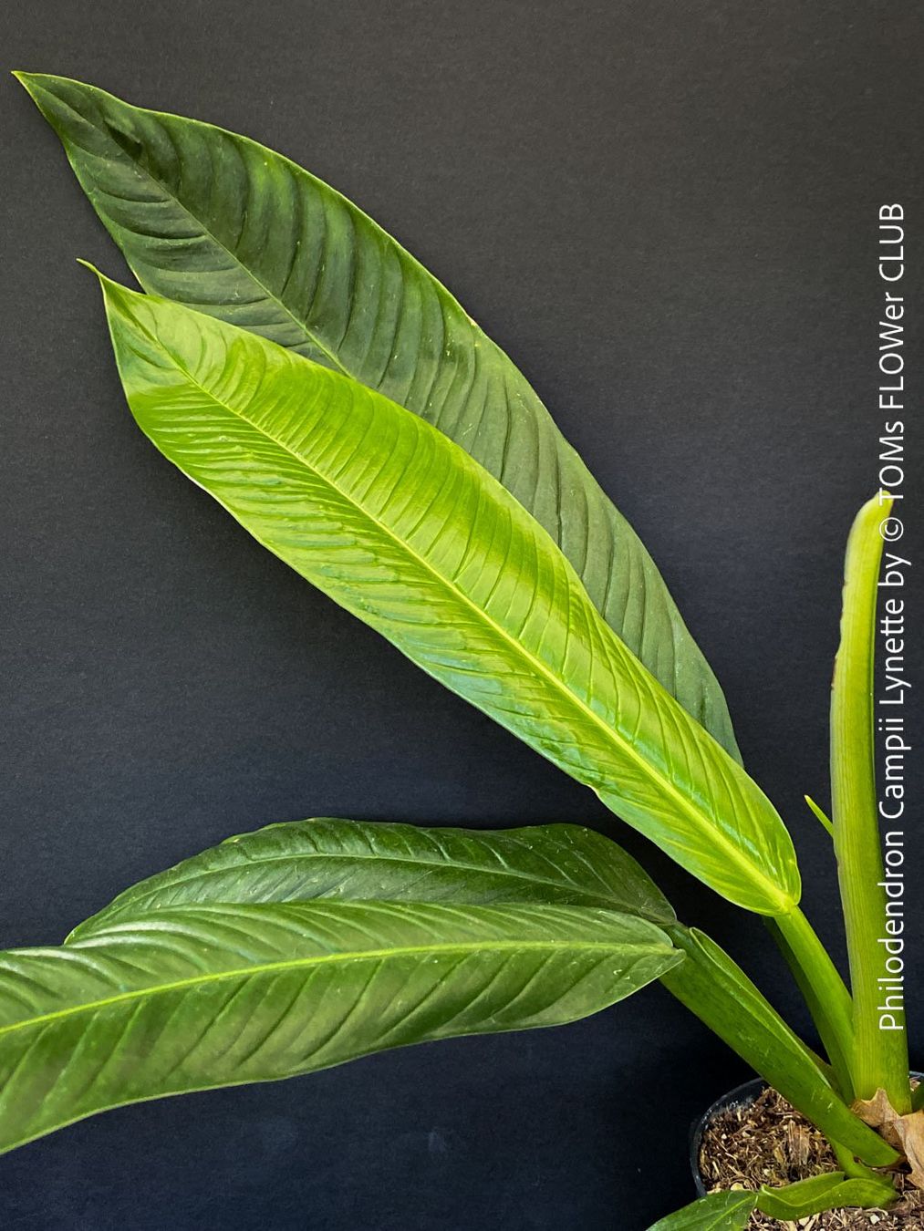 Piante & sementi: Philodendron Campii Lynette - was für ein Blattmuster – Nuovo e nell'imballaggio originale da Adliswil venduto da MarkyForest 3