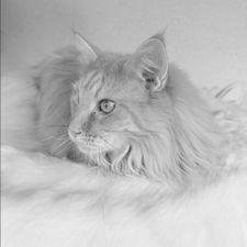 Profile image of catlove24