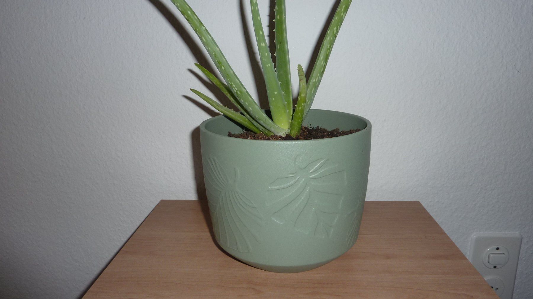 Plantes & graines: aloe vera   pflanze – Neuf (Voir description) à Füllinsdorf par pmarkus 1