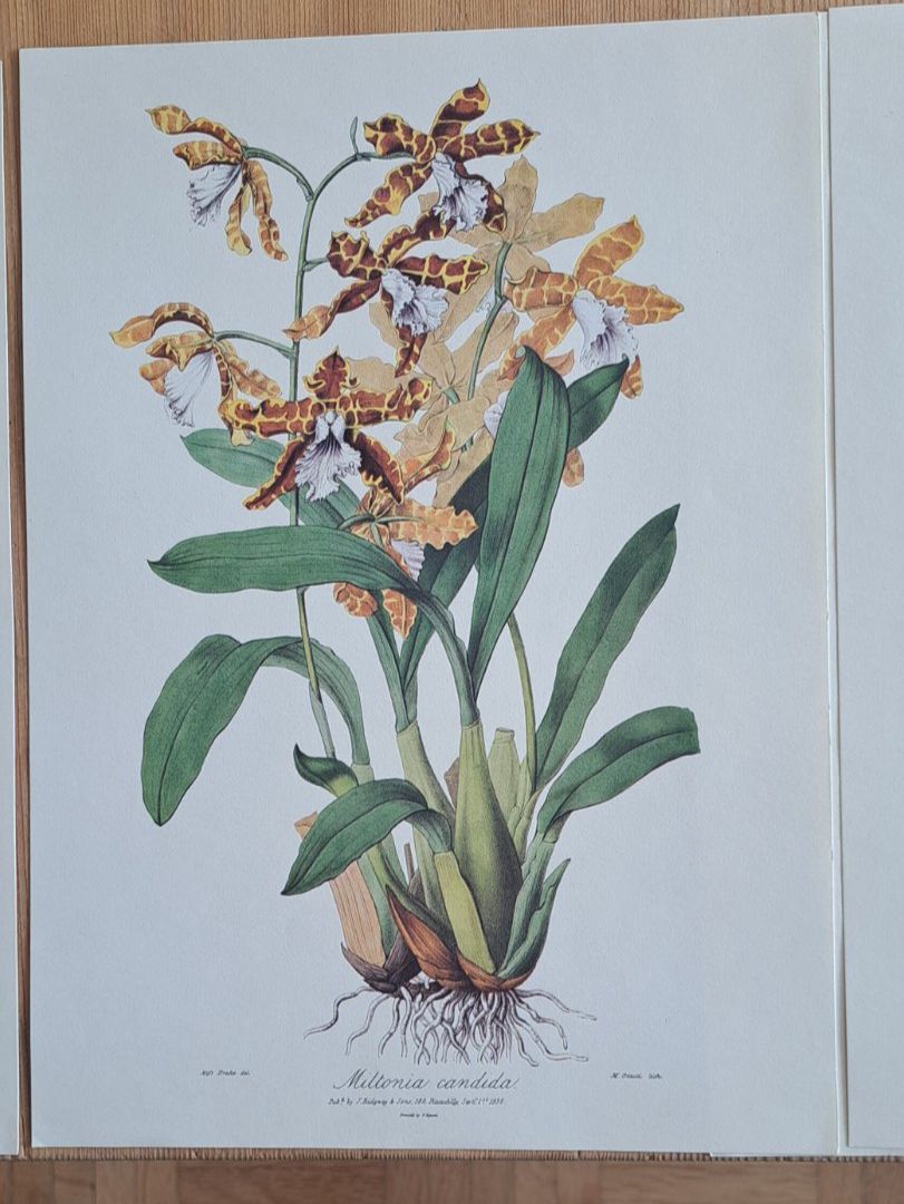 Foto & Immagini: 4 Kunstdrucke Blumen, Botanik – Nuovo (secondo la descrizione) da Thun. venduto da countrygirl12 5