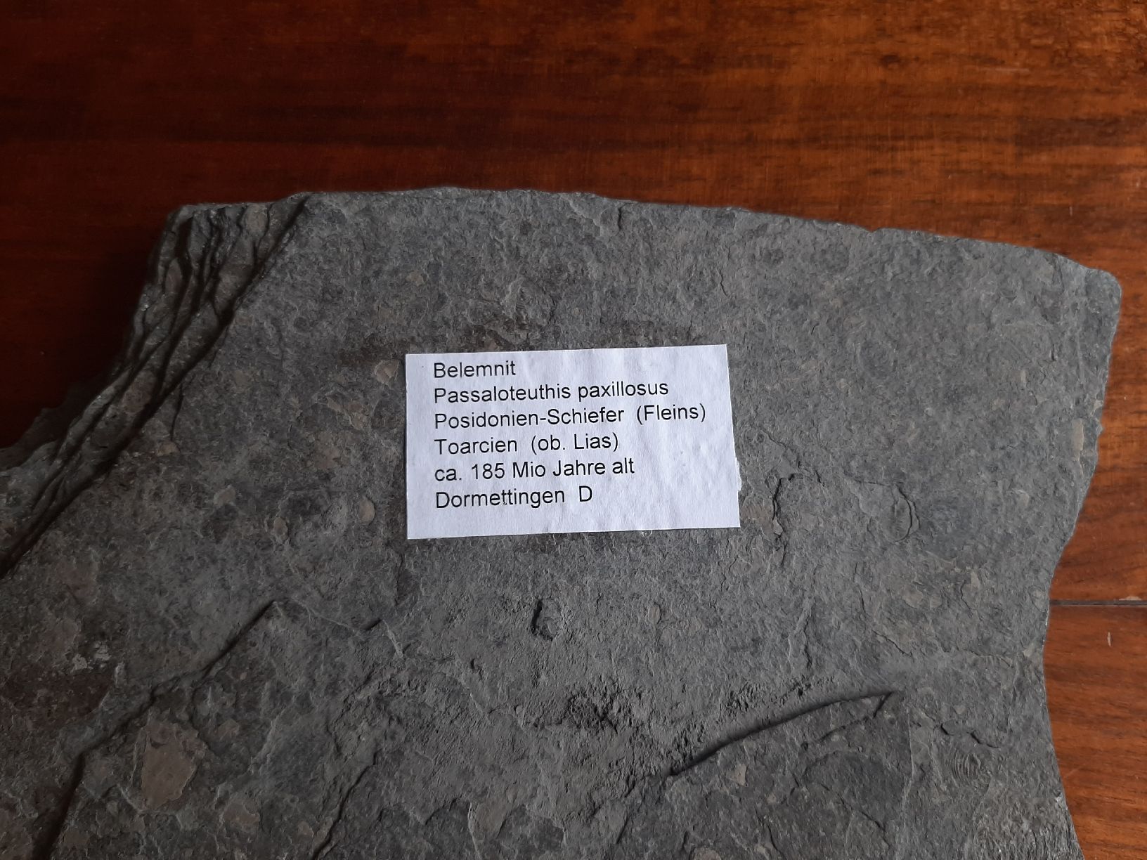 Fossili: Fossil Belemnit Süddeutschland – Usato da Rickenbach BL venduto da Oktober68 4