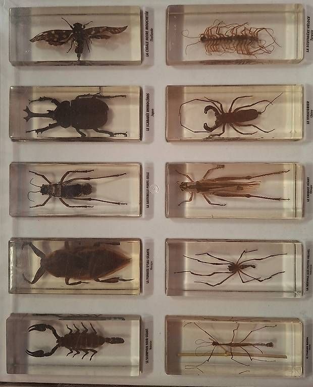 Welt der Tiere: Collection d'insectes dans résine  – Gebraucht aus Dorénaz von did_cc7v 1