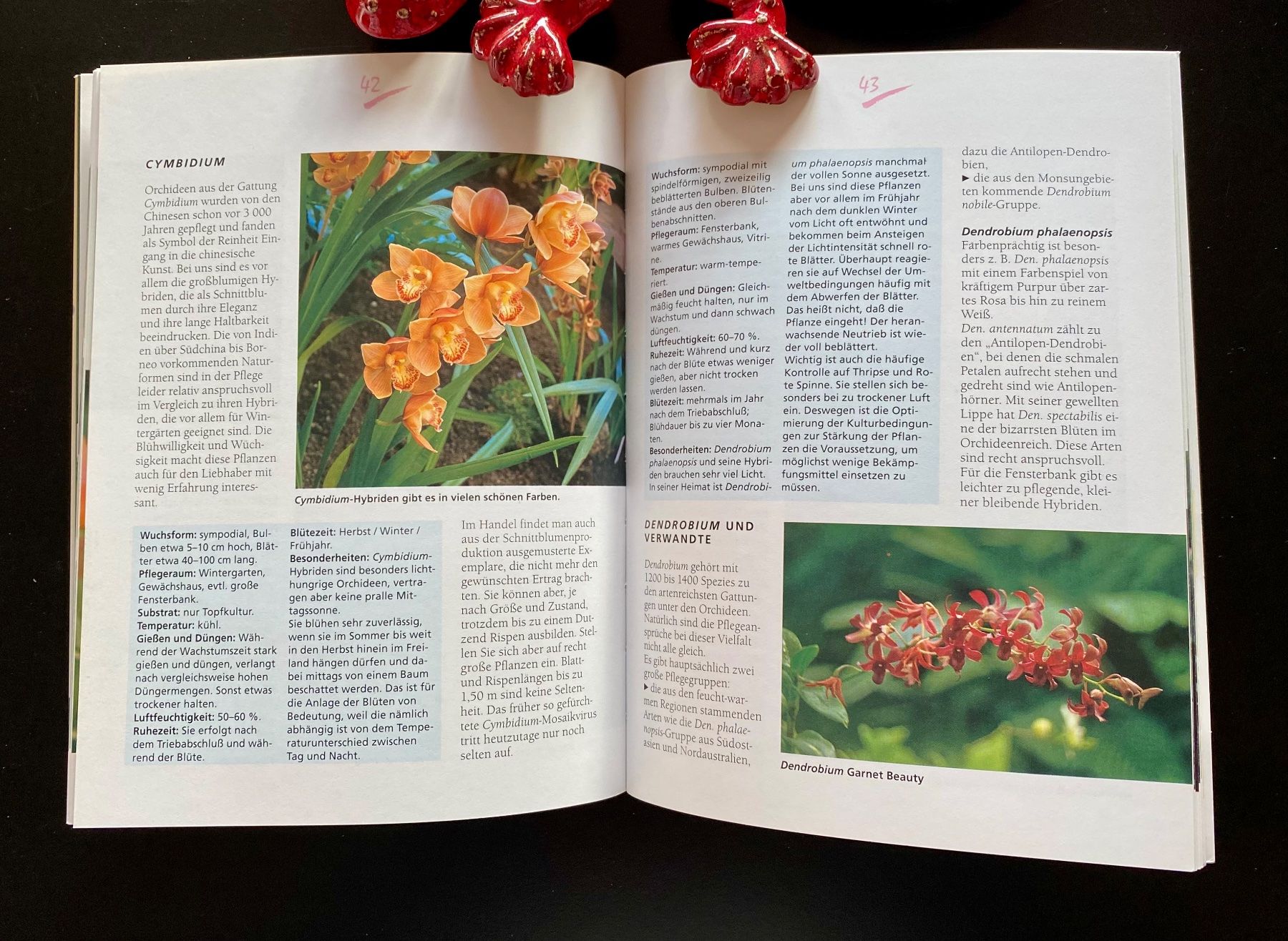 Libri: ORCHIDEEN / RATGEBER – Usato da Nussbaumen AG venduto da schuba2000 3