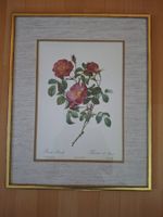 Rosenbild Farbdruck 51 x 41 cm