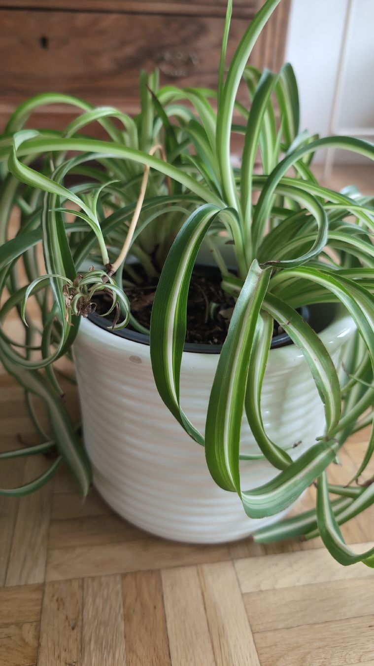 Plantes & graines: Spider Plant – D'occasion à Wallisellen par ali_x62p 1