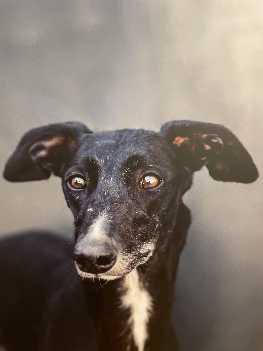 Foto & Immagini: Bild Rescue Galgo – Nuovo e nell'imballaggio originale da Siebnen venduto da Starlauf 1