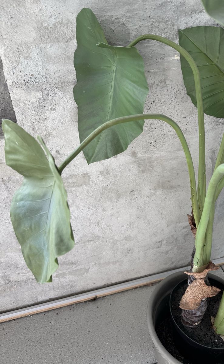 Piante & sementi: Künstlicher Bananenbaum – Usato da Cham venduto da MoniJ 1