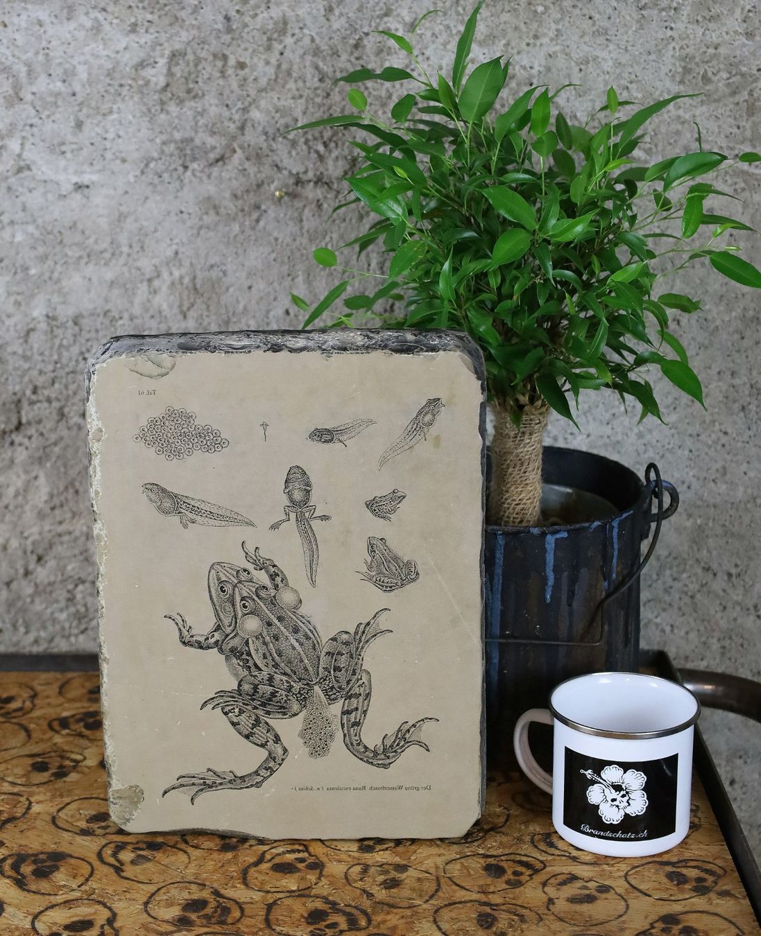 Grafica & Litografie: Lithostein, Lithographie "Frosch, Kaulquappe, Wasserfrosch" – Usato da Birrwil venduto da brandschatz_birrwil