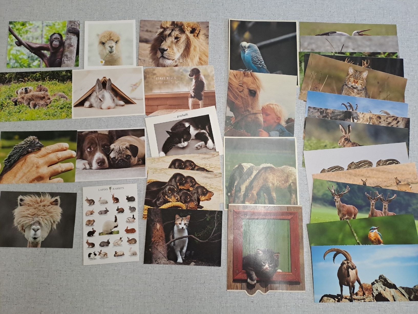 Cartoline postali: 21 Postkarten Tiere und 9 Tierkarten – Nuovo (secondo la descrizione) da Uznach venduto da Walaylatiere