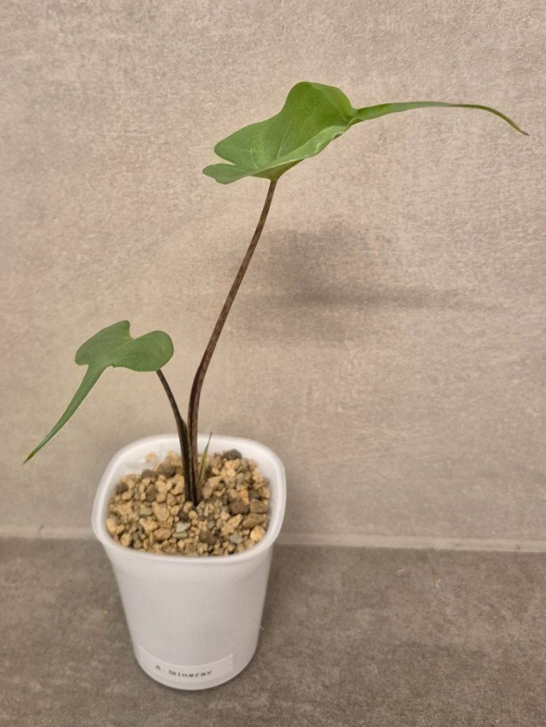 Piante & sementi: ⭐ Junge Alocasia Stingray⭐ – Nuovo (secondo la descrizione) da Dürrenäsch venduto da Tina_2023 2