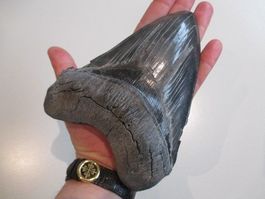 StarRecordsGmbH: Megalodon-Zahn / 15,8 cm / mit Zertifikat