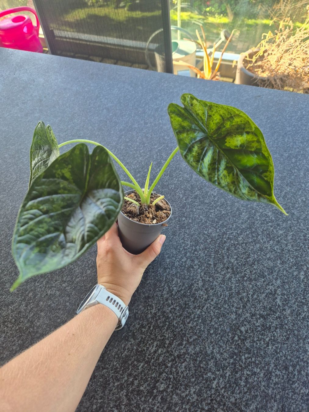 Piante & sementi: Alocasia Dragon Scale Mint Variegata – Usato da Urtenen-Schönbühl venduto da Pflanzenherberge 2