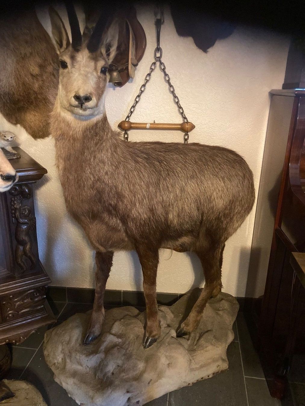 Il mondo degli animali: Chamois – Usato da Orsières venduto da 2012momo01