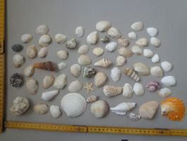 Lot coquillages environ 60 pièces/ Set Muscheln ca. 60 Stück