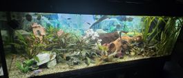 Komplett Aquarium 150cm x 60cm x 50cm