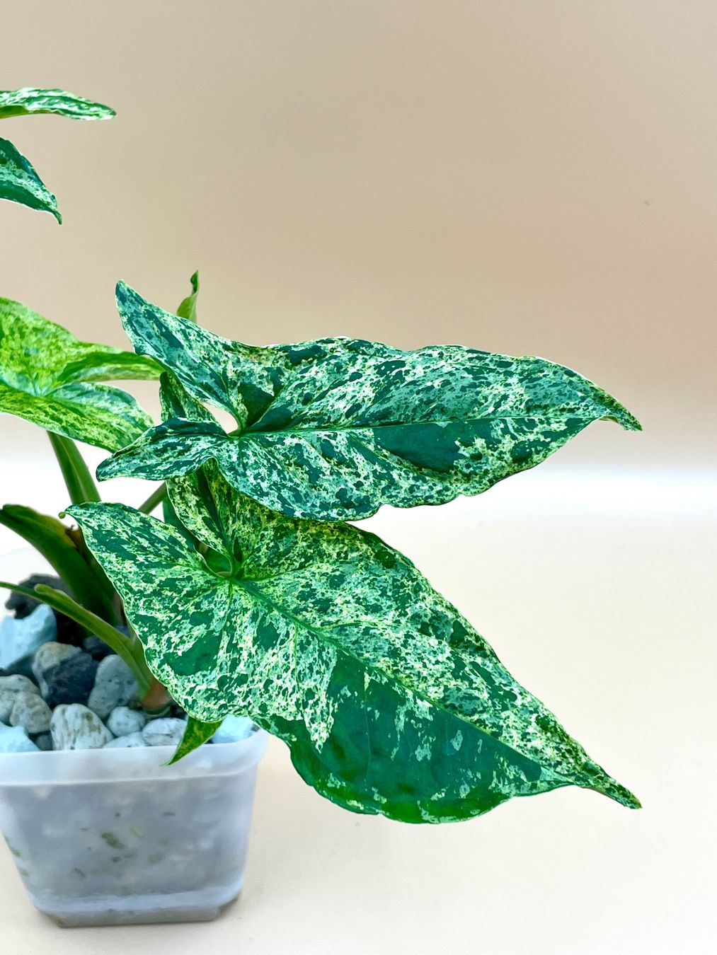Pflanzen & Samen: Syngonium mottled 'Mojito' – Neu (gemäss Beschreibung) aus Zürich von Leafscape 1