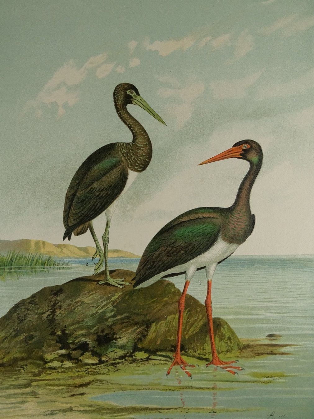 Grafica & Litografie: SCHWARZER STORCH CHROMOLITHOGRAPHIE 1900 – Usato da Grüningen venduto da Kartensammler 2