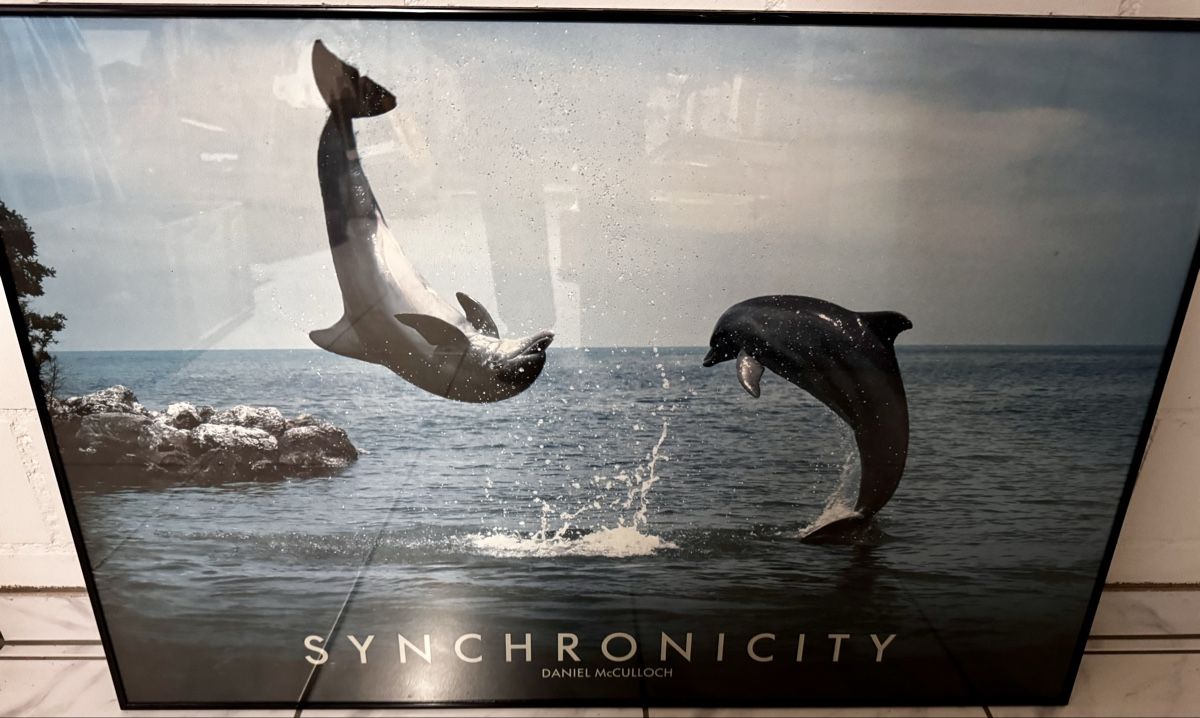 Foto & Immagini: Delfin-Poster "Synchronicity" mit Rahmen, Top Zustand! – Usato da Deitingen venduto da baba08