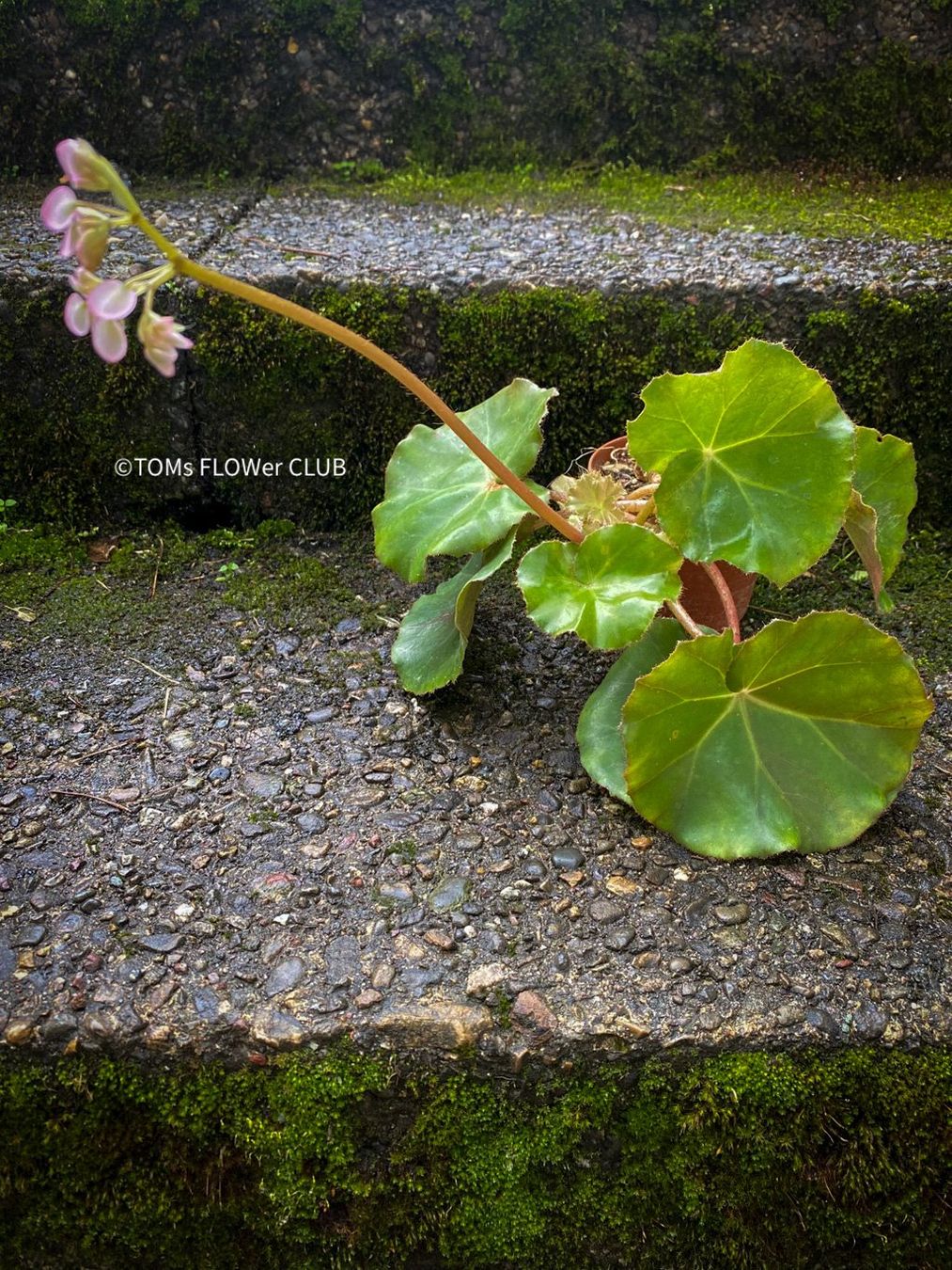 Piante & sementi: Begonia Erythrophylla - Beefsteak Begonia – Nuovo e nell'imballaggio originale da Adliswil venduto da astom369 1