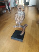Echtes Turmfalke-Präparat (Ausgestopft) auf Sockel 🦅