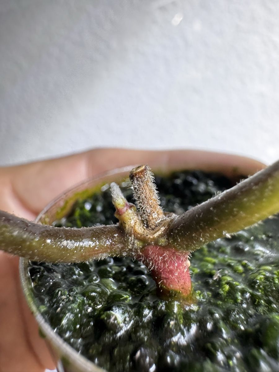 Plantes & graines: Hoya carnosa 'Argentea Princess' – D'occasion à Zürich par thishoyaofmine 1
