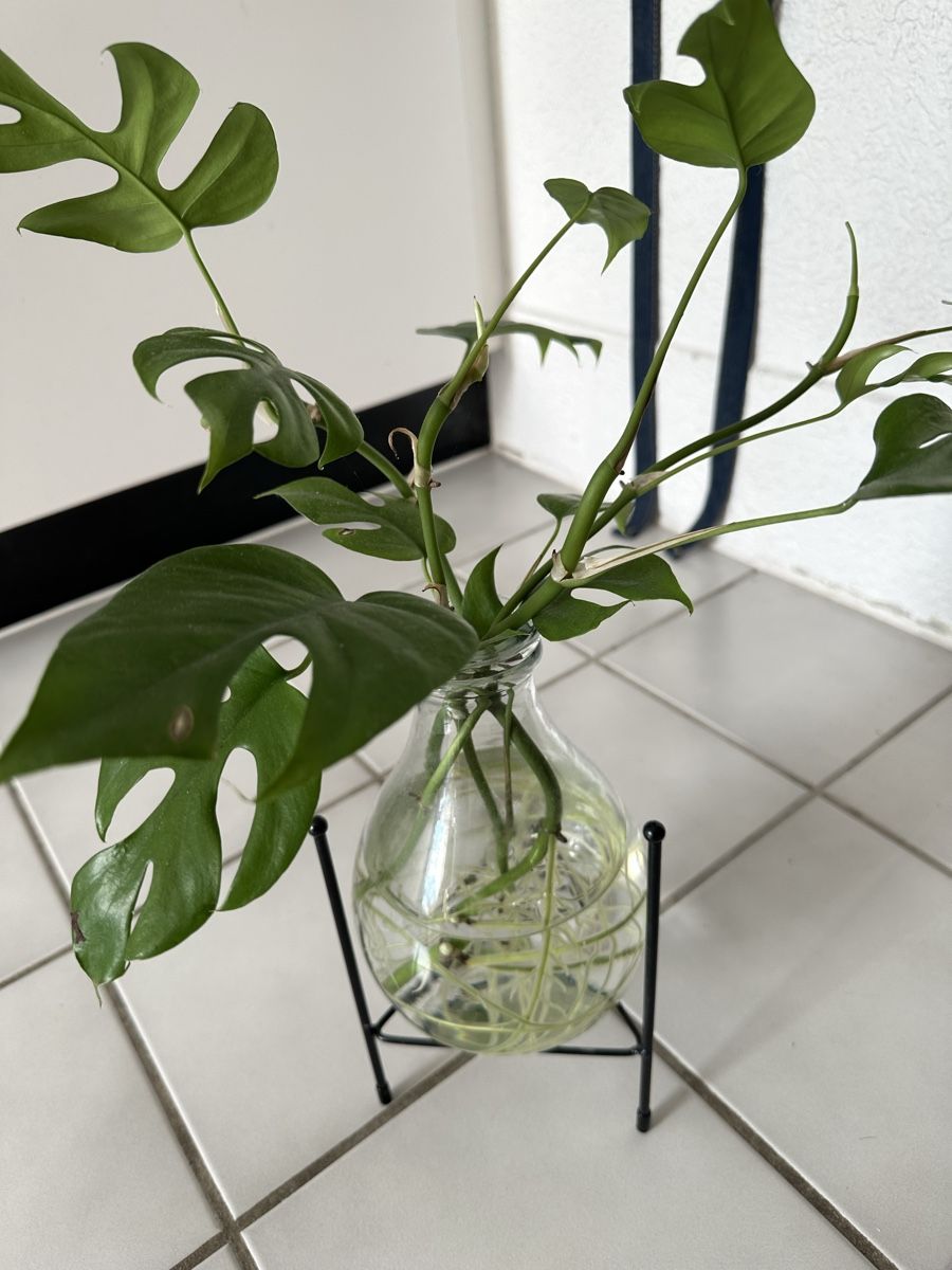 Pflanzen & Samen: Monstera im Glas  – Gebraucht aus Bern von Ruhrallee