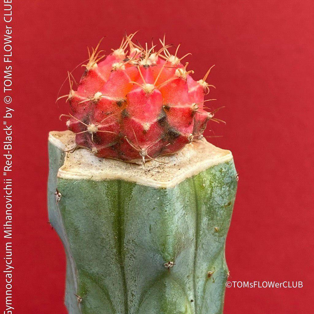 Piante & sementi: Gymnocalycium Mihanovichii "red-black" - veredelt – Nuovo e nell'imballaggio originale da Adliswil venduto da MarkyForest 5